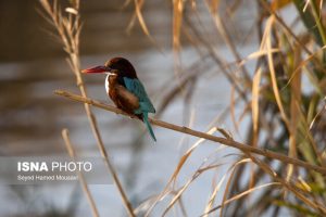 خوزستان ماوای بیش از ۳۰۰ گونه پرنده