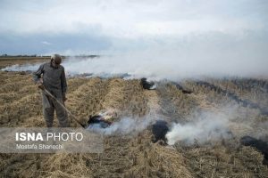 معرفی ۵۰ نفر از کشاورزان عامل آتش‌سوزی مزارع اهواز به مراجع قضایی