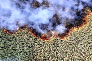 آتش سوزی در بخش عراقی تالاب هورالعظیم