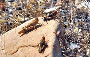 محدود شدن طغیان ملخ به ۲۰۰ هکتار از مزارع اندیمشک