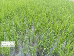 کشت برنج در خوزستان ممنوع شد