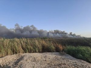 آتش‌سوزی در نیزارهای شهر بندرامام خمینی(ره)