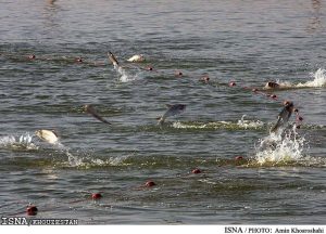 تشکیل کارگروه ویژه برای احیای زیستگاه‌ها و بازسازی ذخایر آبزیان خوزستان