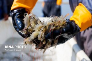 پایش و مراقبت بیماری‌های اولویت‌دار در مزارع پرورش میگوی هندیجان