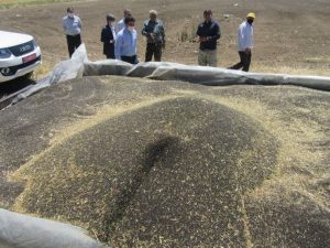 ۱۰۰ درصد مطالبات کلزاکاران دزفول پرداخت شد