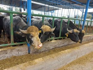 احداث استخرهای شنای گاومیش در خوزستان آغاز شد