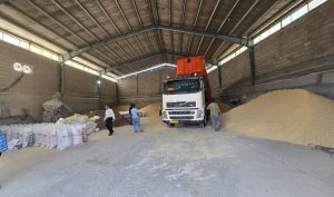 توزیع یک هزار و ۵۰۰ تن نهاده دامی بین عشایر و دامداران اندیمشک