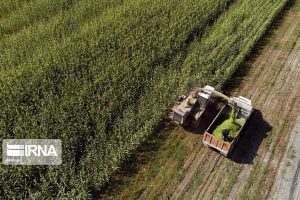 تولید بیش از ۴.۳ میلیون تن محصول در کشت‌های پاییزه خوزستان