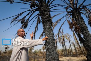 منیوحی در سکوت خاکستر شد؛ نخل‌ها ایستاده مردند