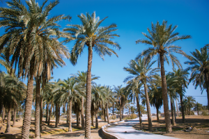 کاهش جمعیت نخیلات شادگان به کمتر از ۳ میلیون نفر به دلیل بی آبی