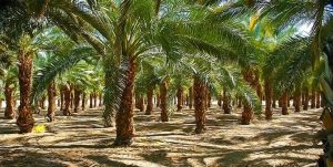 ضرورت همکاری همه دستگاههای برای تامین آب نخلستان‌های شادگان