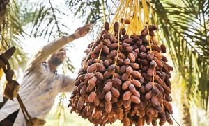 لزوم تدوین نقشه‌راه صادرات خرما با مشارکت دستگاه‌های خوزستان