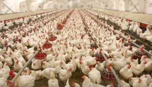 واگذاری اراضی ملی برای اجرای طرح مرغداری گوشتی در مسجدسلیمان 