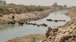 رهاسازی آب در مسیر کرخه و کارون برای تامین نیاز های حیاتی