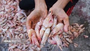 پیش‌بینی رشد تولید میگو در خوزستان فراتر از برنامه هفتم توسعه