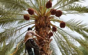 ۳۵۰۰ هکتار از اراضی نخیلات خرمشهر احیا می‌شوند