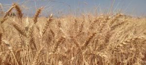 ۹۰ درصد مطالبات گندمکاران و ۱۰۰ درصد معوقات کلزاکاران خوزستان پرداخت شد 