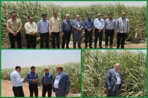 تأکید مدیرعامل توسعه نیشکر بر افزایش بهره‌وری در مزارع نیشکر