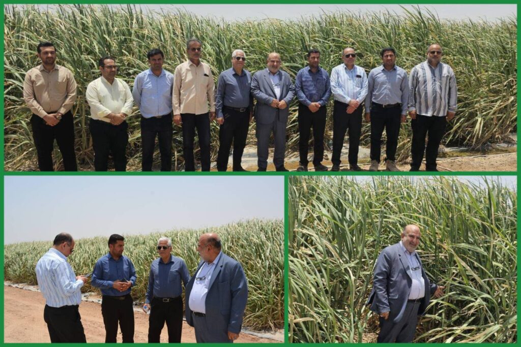 تأکید مدیرعامل توسعه نیشکر بر افزایش بهرهوری در مزارع نیشکر تأکید مدیرعامل توسعه نیشکر بر افزایش بهرهوری در مزارع نیشکر