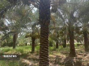 برداشت خرما و رطب از نخلستان‌های خوزستان