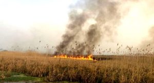 تداوم آتش‌سوزی در هورالعظیم؛ تهدیدی جدی برای سلامت و محیط‌زیست