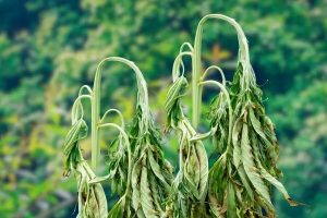 گرما، نفس کشاورزی دزفول را به شماره انداخت