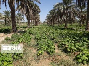 توسعه کشت گیاهان گرمسیری در خرمشهر