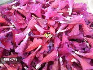 آغاز توزیع رایگان بذر و نشاء گیاهان دارویی در اندیمشک