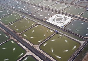 تأمین امنیت غذایی با پرورش میگو و آبزیان آب‌شور