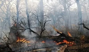 محکوم شدن عامل یکی از آتش سوزی ها در جنگل‌های اندیکا