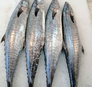 صید ماهی شیر برای دوماه ممنوع شد