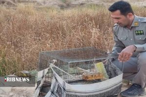 کشف و ضبط ۱۱ قطعه پرنده سهره طلایی در مسجدسلیمان