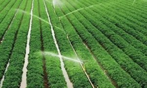 رهاسازی آب برای نجات نخیلات خوزستان