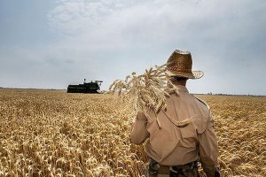 پرداخت ۹۵ درصد مطالبات گندمکاران خوزستان