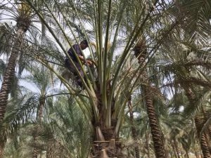 رهاسازی ۱۰۰ میلیون مترمکعب آب از دز و کارون برای نجات نخیلات و بهبود کیفیت آب شرب