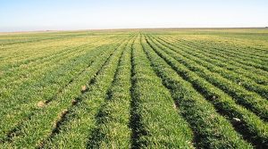 نظارت بر ۱۴ طرح دارای مجوز تغییرکاربری در خوزستان