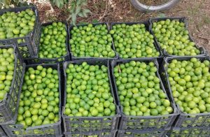 پیش بینی برداشت بیش از ۱۰ هزار تن لیموترش در دزفول