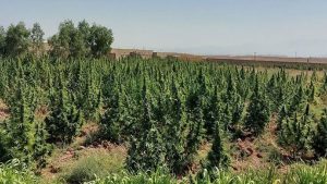 کشف ۳ و نیم تن ماری جوانا در ایذه