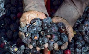 تبدیل دزفول به یکی از قطب‌های تولید خرما در کشور با بهره گیری از فناوری روز