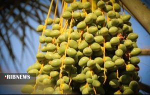 آفات و بیماری‌ها در کمین درخت خرما