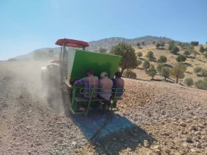 کشت نیمه مکانیزه زعفران در دزپارت