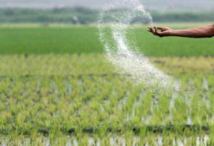 مراجعه کشاورزان خوزستانی به ادارات جهاد کشاورزی برای دریافت کود کشت پاییزه