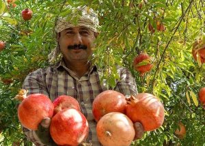 برداشت ۱۲ هزار تن انار از باغ‌های خوزستان