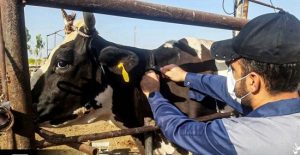 پایان عملیات نمونه گیری سل در جمعیت دام سنگین هفتکل