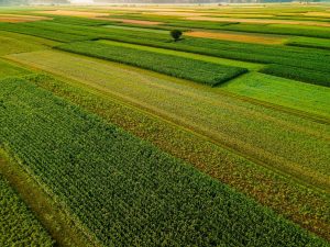 صدور ۱۴ فقره سند تک برگ اراضی کشاورزی در حمیدیه