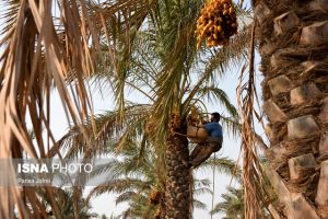 پیش‌بینی کاهش حدود ۱۵ درصدی تولید خرما در شادگان