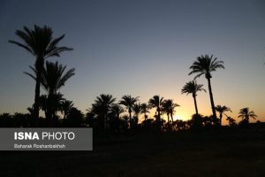 بروز تنش در گیاهان شهری اهواز در تابستان بسیار گرم امسال