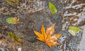 پیش بینی پاییز کم بارش با دمای بالاتر از میانگین بلندمدت