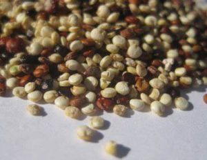 برای نخستین بار در کارون ، توزیع رایگان بذر کینوا