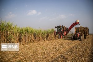 نیشکر خوزستان؛ طرح تمدنی در مسیر امنیت غذایی، توسعه پایدار و اقتصاد مقاومتی